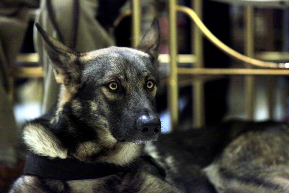 Il coraggio del lupo e l'affidabilità del pastore tedesco